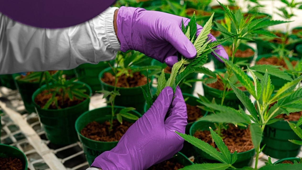 ABD’de 28 milyar dolarlık kenevir endüstrisine yasal kısıtlama