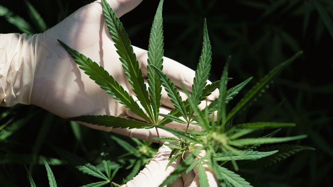 ABD’de 32 milyar dolarlık esrar endüstrisi için yeni dönem