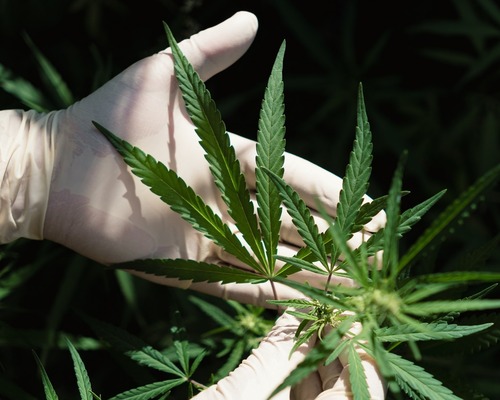 ABD’de 32 milyar dolarlık esrar endüstrisi için yeni dönem