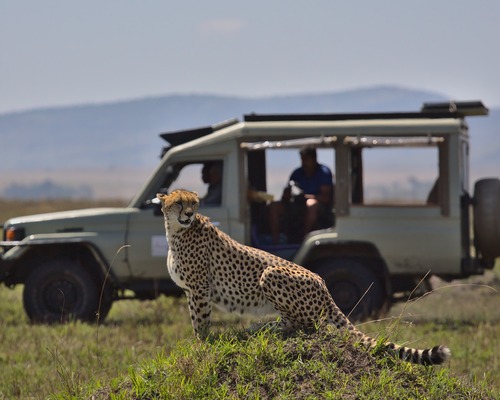 Afrika’da lüks safari anlayışı değişiyor: Artık sadece ‘Büyük Beşli’ değil, eşsiz deneyimler aranıyor