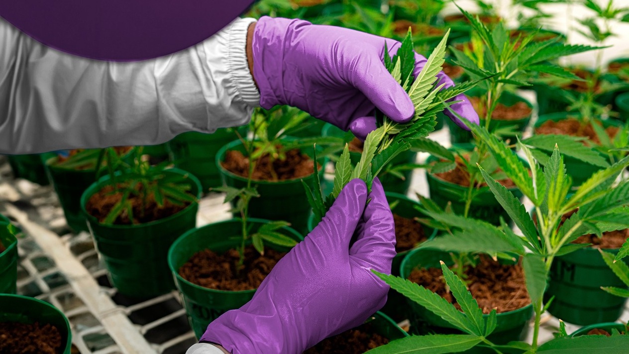 Avrupa'da kenevir kullanımı nerelerde yasal?