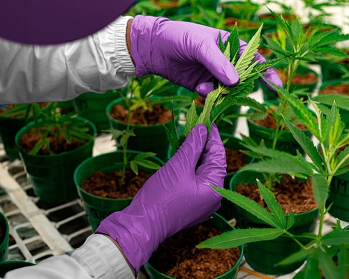  Avrupa'da kenevir kullanımı nerelerde yasal?