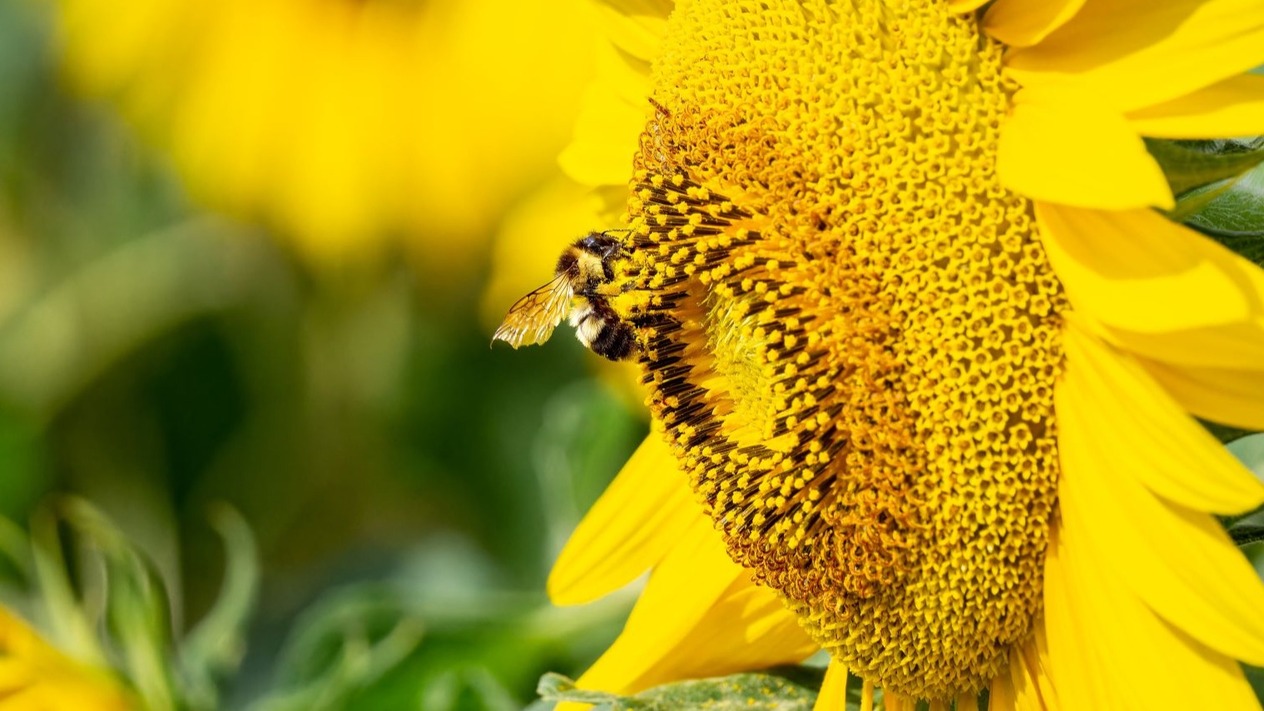 Bombus arılarının geleceği tehlikede: Tarım üzürinde ciddi sonuçlar doğurabilir