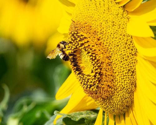 Bombus arılarının geleceği tehlikede: Tarım üzürinde ciddi sonuçlar doğurabilir