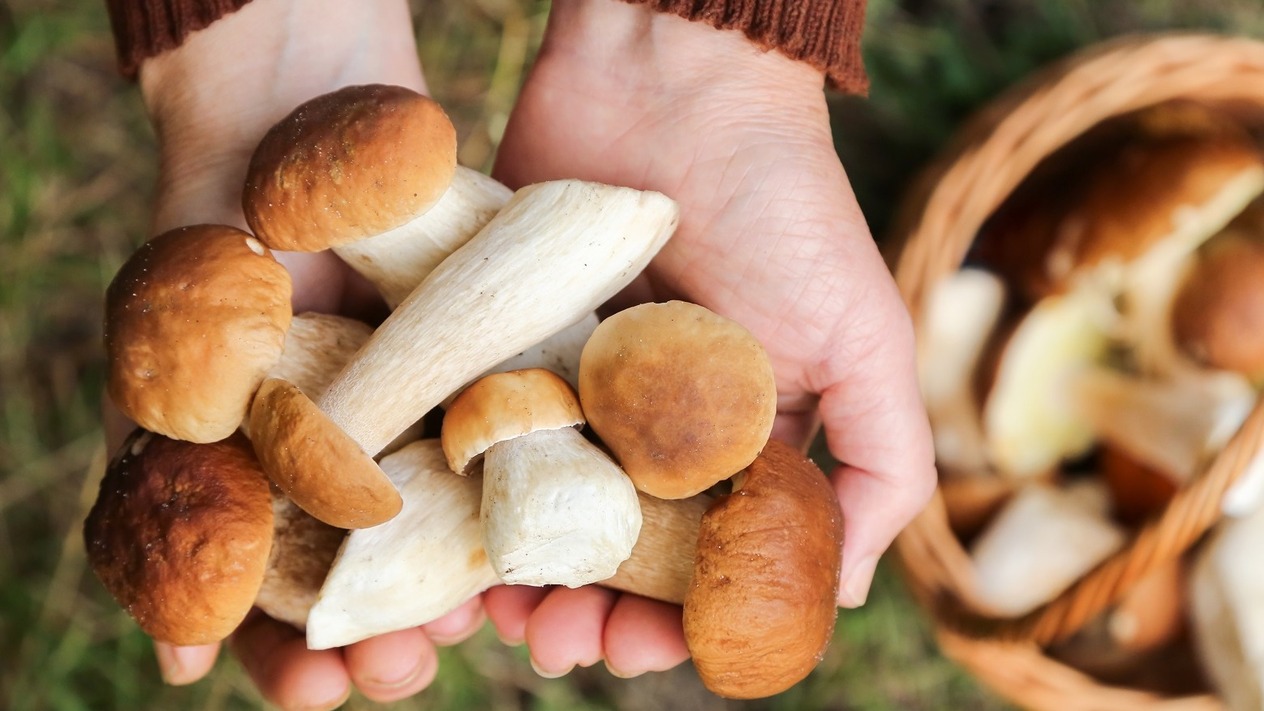 Cilt bakımında yeni trend mantarlar