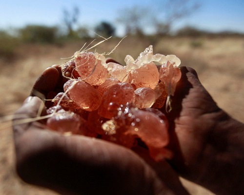 Coca-Cola ve M&M’s’in temel maddelerinden Arap zamkı Sudan’dan nasıl kaçırılıyor?