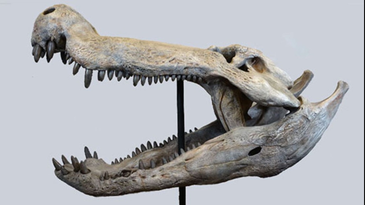 Dinozorlarla beslenen bir timsah keşfedildi