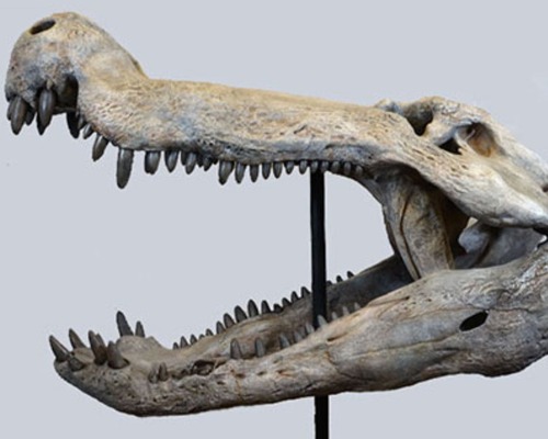  Dinozorlarla beslenen bir timsah keşfedildi