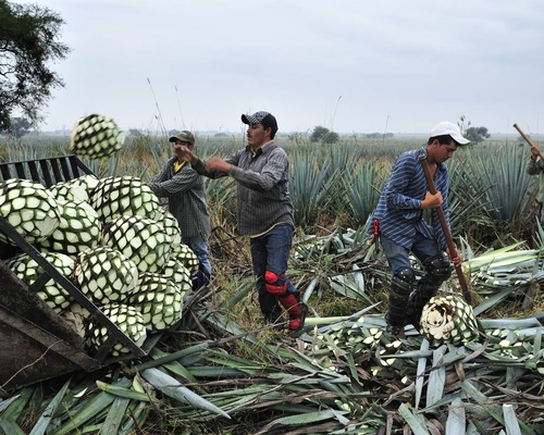 Düşen talep 500 milyon litreden fazla tekila stoğu yarattı