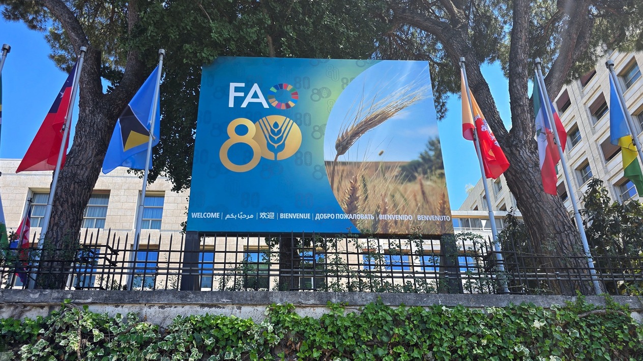 FAO Raporu: Küresel gıda fiyatları 2025’te yüzde 4,3 arttı, tahıl ve şeker ucuzlarken yağ ve süt rekor kırdı