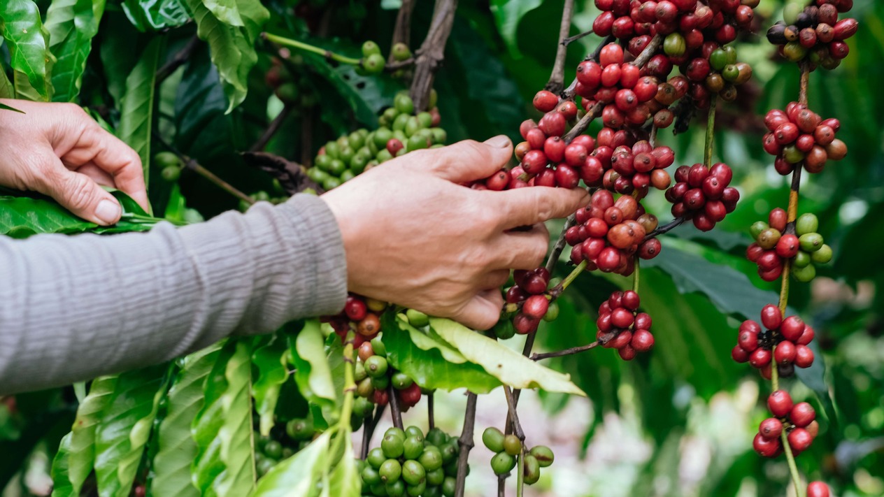 Kahve 2025'te de fiyatıyla ağızda acı bir tat bırakacak