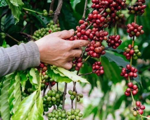 Kahve 2025'te de fiyatıyla ağızda acı bir tat bırakacak