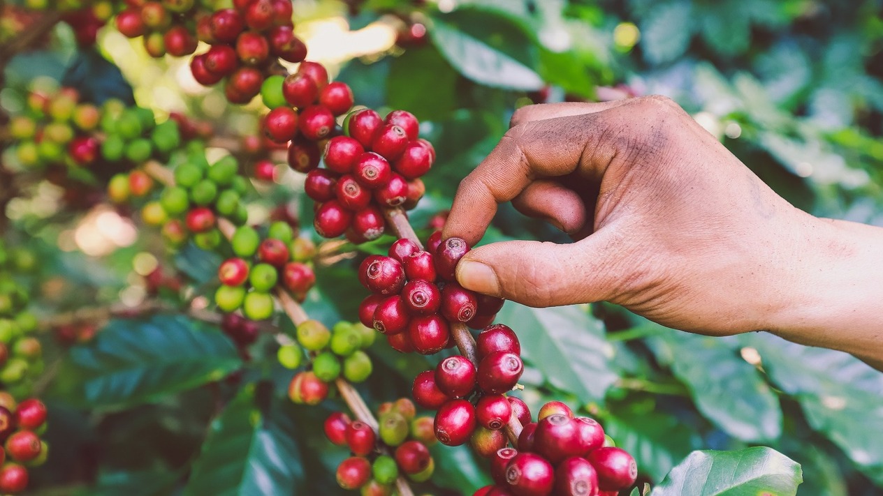 Kahve fiyatları 50 yılın en yüksek seviyesinde ama üreticiler mutlu değil
