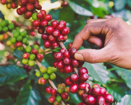  Kahve fiyatları 50 yılın en yüksek seviyesinde ama üreticiler mutlu değil