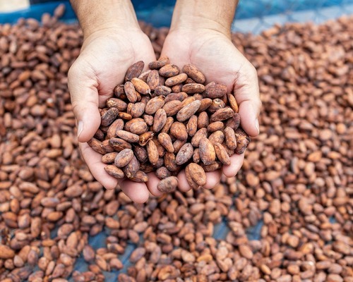 Kakao fiyatları düşerken markalar gerçek çikolataya dönüyor