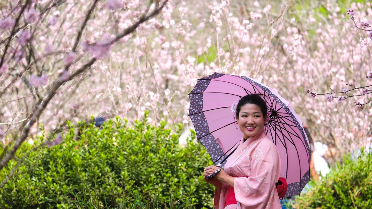 Kiraz çiçekleriyle büyüleyen 5 bahar rotası