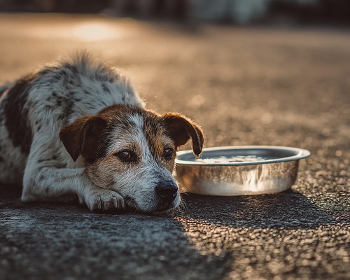 Köpekler: İnsanlığın eski dostu, Türkiye’nin yeni imtihanı