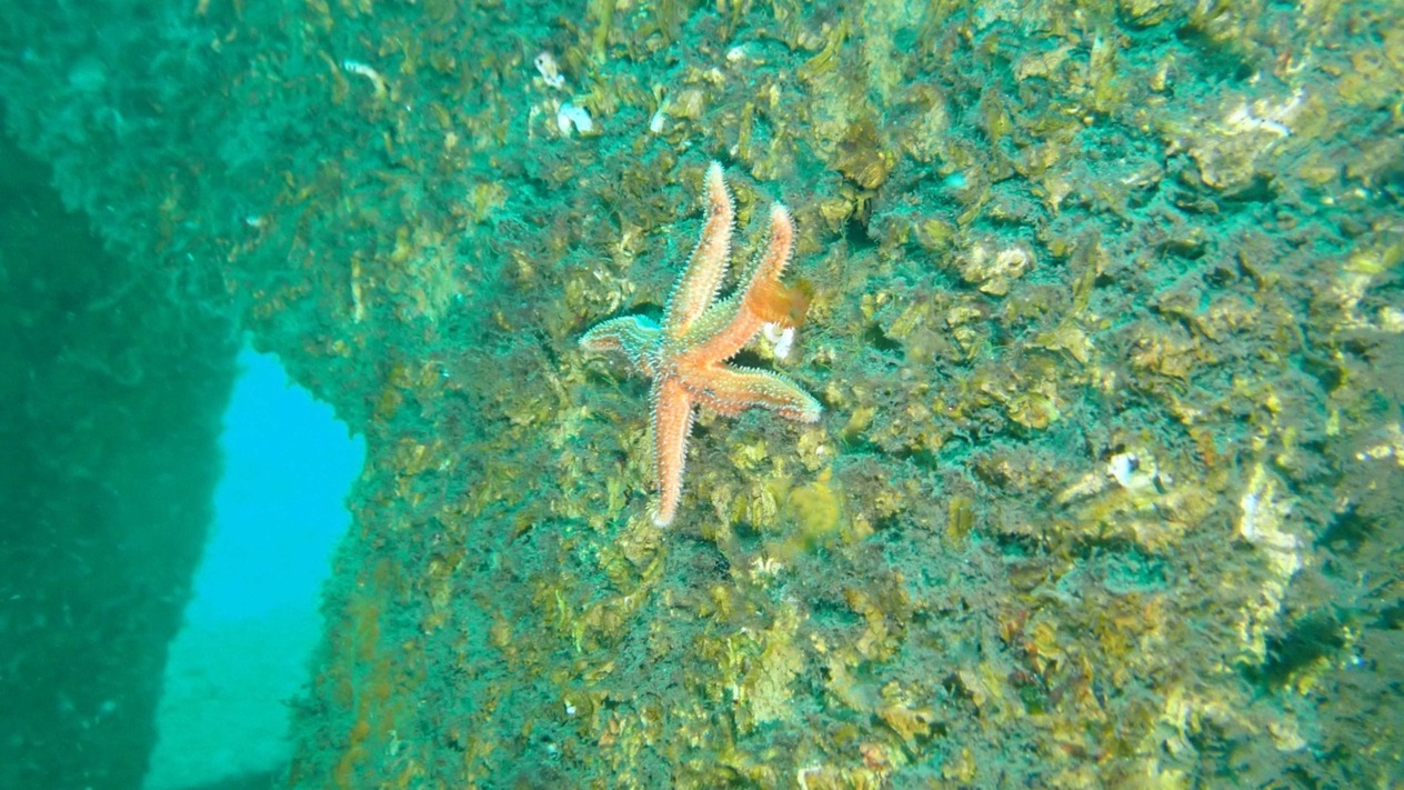 Marmara Adaları’nda resifler biyoçeşitlikte artış sağladı