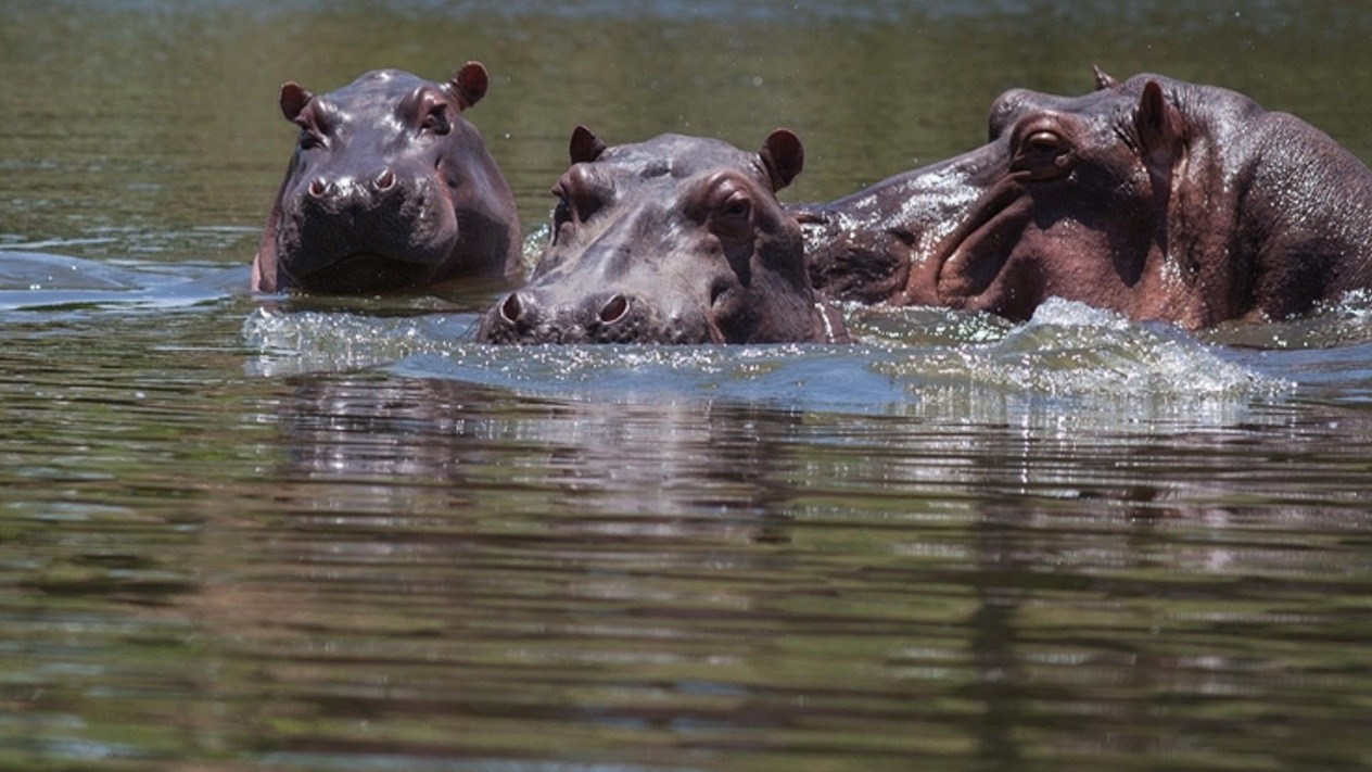 Milyarder Ambani’nin oğlu Escobar’ın su aygırlarını kurtarmak istiyor