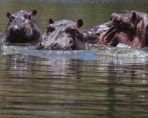 Milyarder Ambani’nin oğlu Escobar’ın su aygırlarını kurtarmak istiyor
