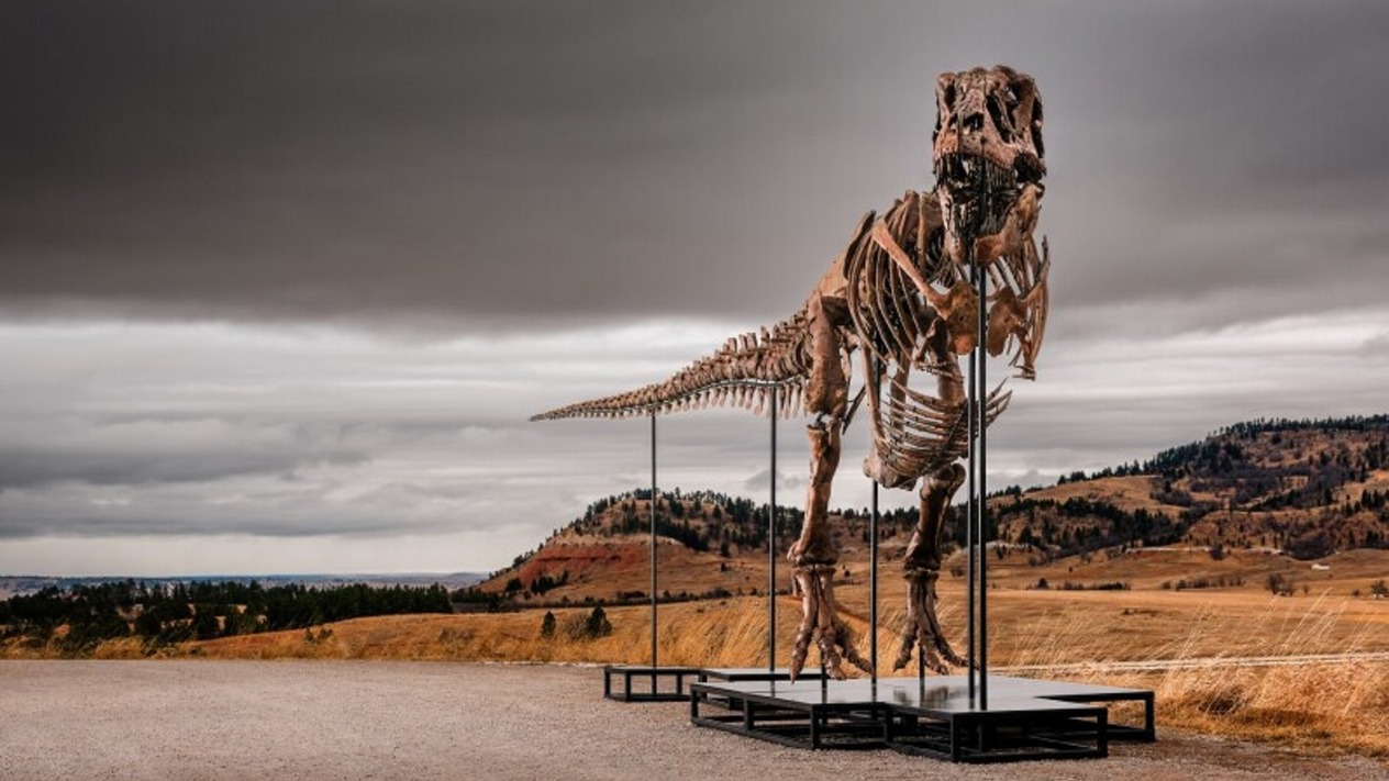 Milyonerlerin yeni oyuncağı: Dinozor fosilleri gerçekten borsadan daha mı karlı?