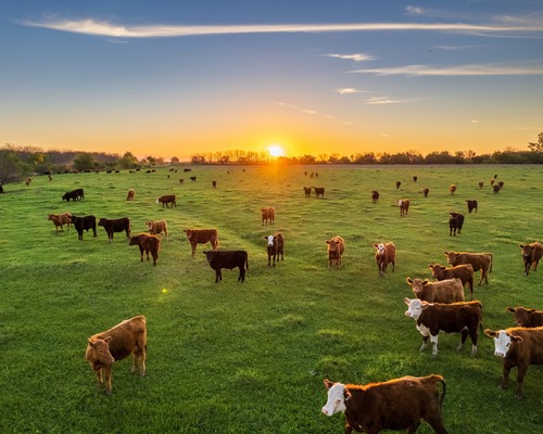 Şap hastalığı kontrol altına alındı