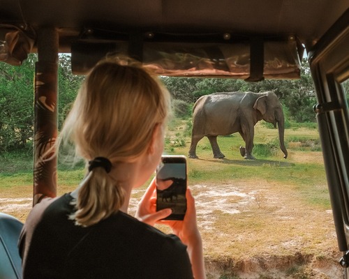 Seyahat için en iyi beş yaban hayatı safarisi