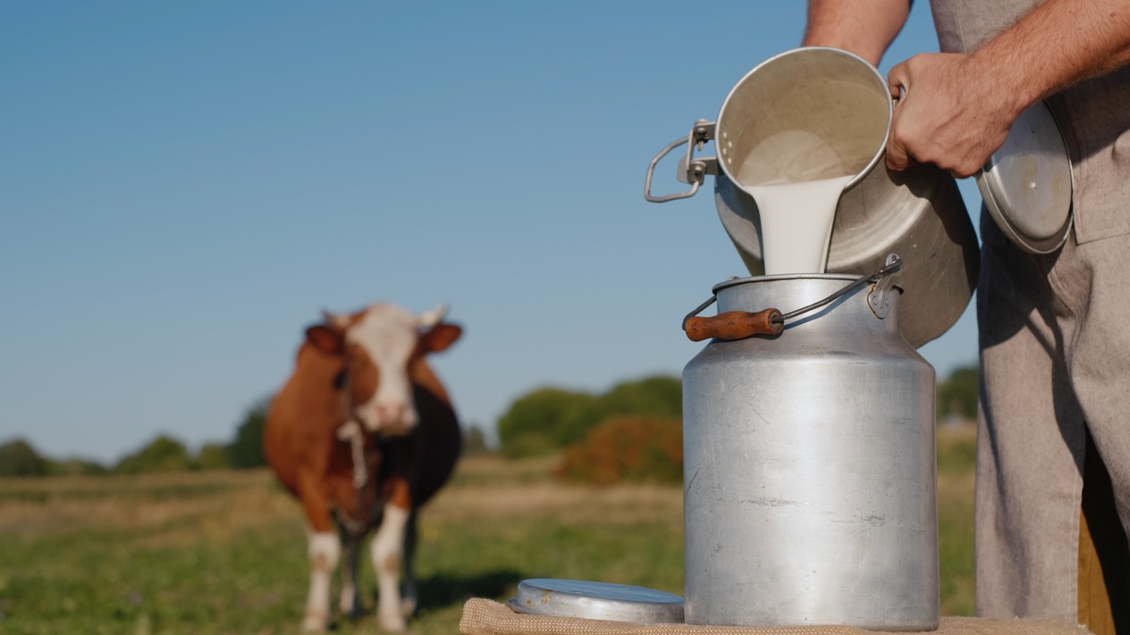 Süt üretimi kasımda geriledi: Yıllık düşüş yüzde 4'ü buldu