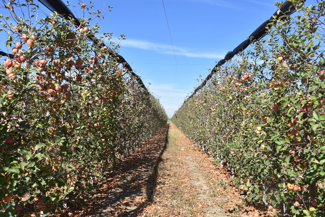 Tarımda ölçek büyüyor: Hedef 100 bin ton üretim