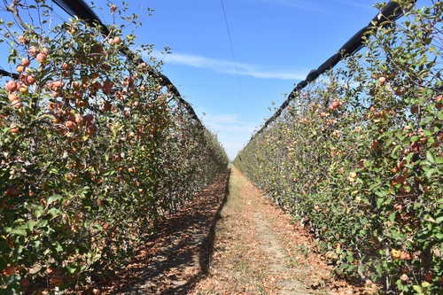 Tarımda ölçek büyüyor: Hedef 100 bin ton üretim