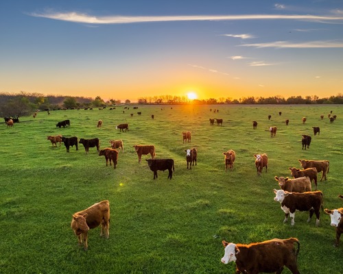 Tarımsal girdi maliyetleri kasımda yüzde 1,84 arttı