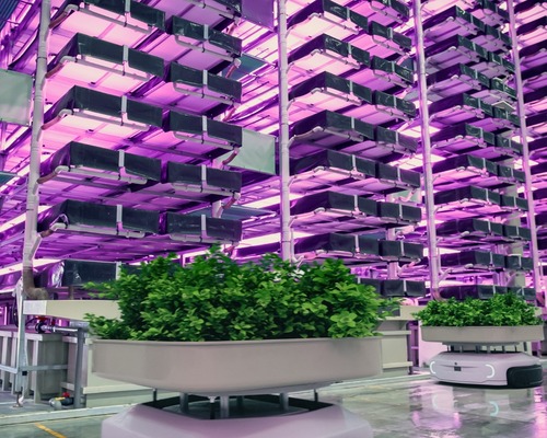 Türkiye’de dikey tarım yaygınlaşıyor: Metrekare başına 400 kat verim