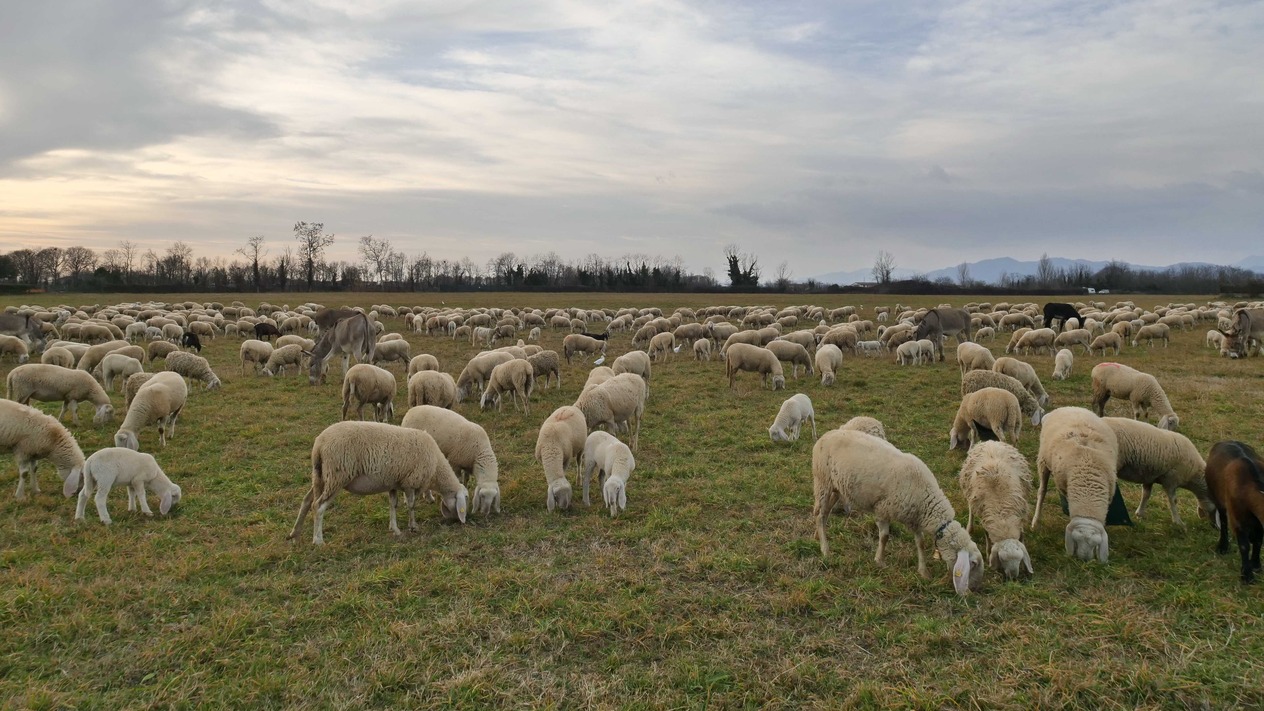 Türkiye hayvancılıkta üretmeden tüketiyor: Meralardaki mülkiyet sorunu çözülmeli