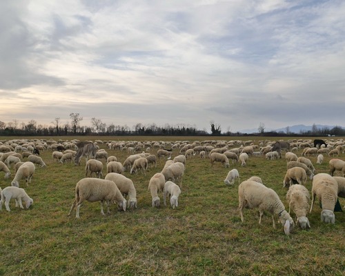 Türkiye hayvancılıkta üretmeden tüketiyor: Meralardaki mülkiyet sorunu çözülmeli