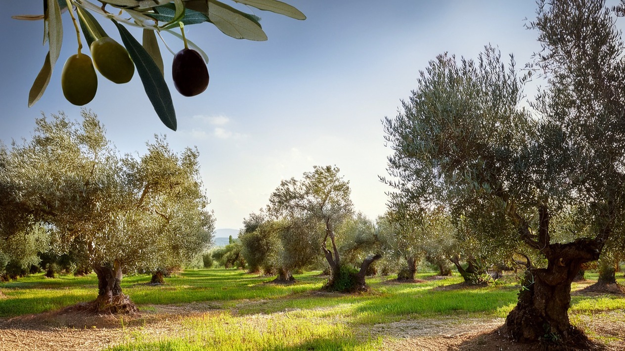  Yeşil altın stratejisi: Zeytin ve zeytinyağında Türkiye'nin küresel konumu nasıl değiştirilebilir?
