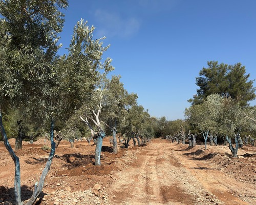 YK Enerji maden sahasını rehabilite ediyor