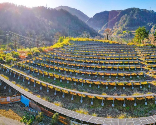 Zorlu Alfa tasfiye ediliyor